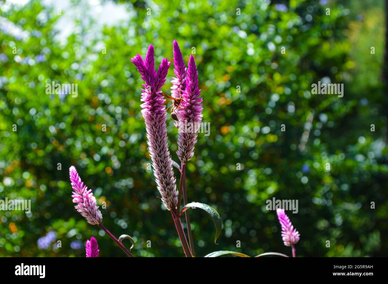 Wasps collecting nectar from flowers, taking closeup photos in silence