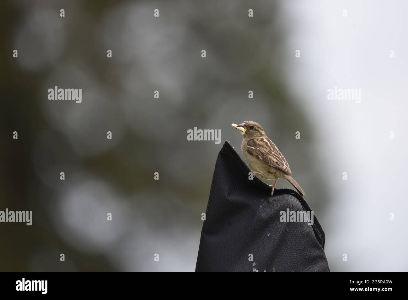 Female House Sparrow (Passer domesticus) Perched on Top of a Garden Umbrella Cover with Mealworm in Her Beak in Left Profile Looking Ahead in UK Stock Photo
