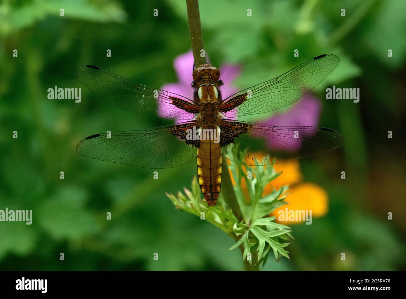 Female Broad-bodied Chaser dragonfly Stock Photo