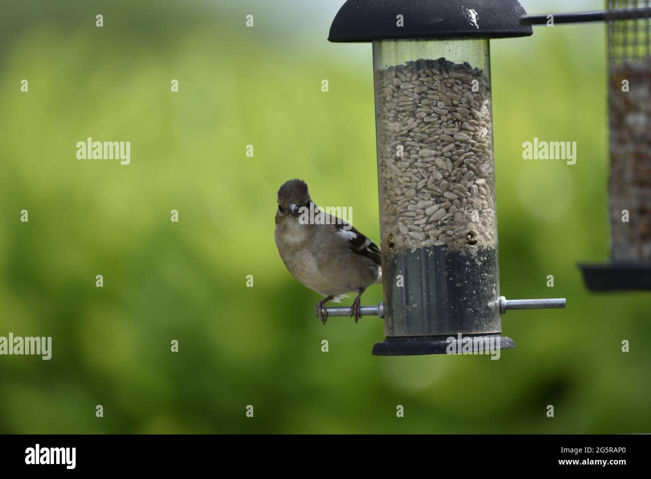 Close-Up of a Female Common Chaffinch (Phylloscopus collybita) Facing the Camera While Perched on the Peg of a Sunflower Heart Feeder in Wales in June Stock Photo