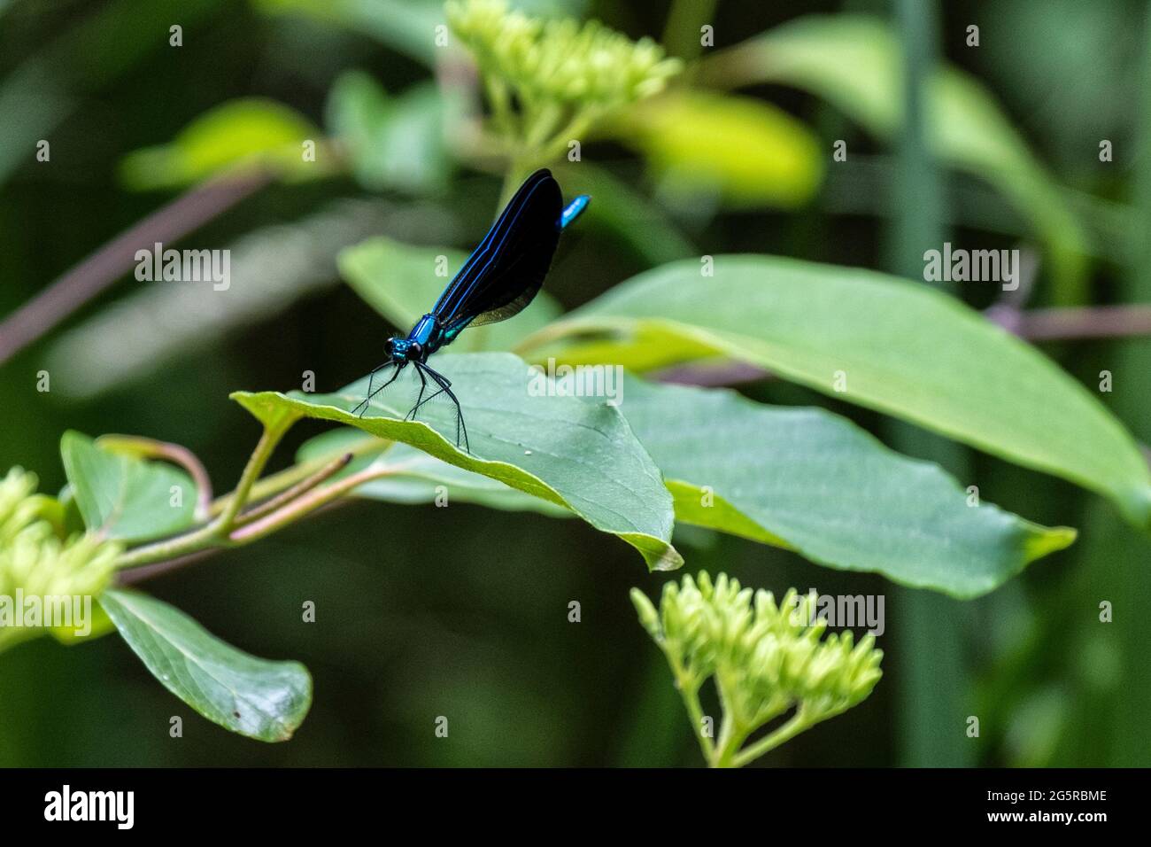 Close up of ebony jeweling insect on a leaf Stock Photo
