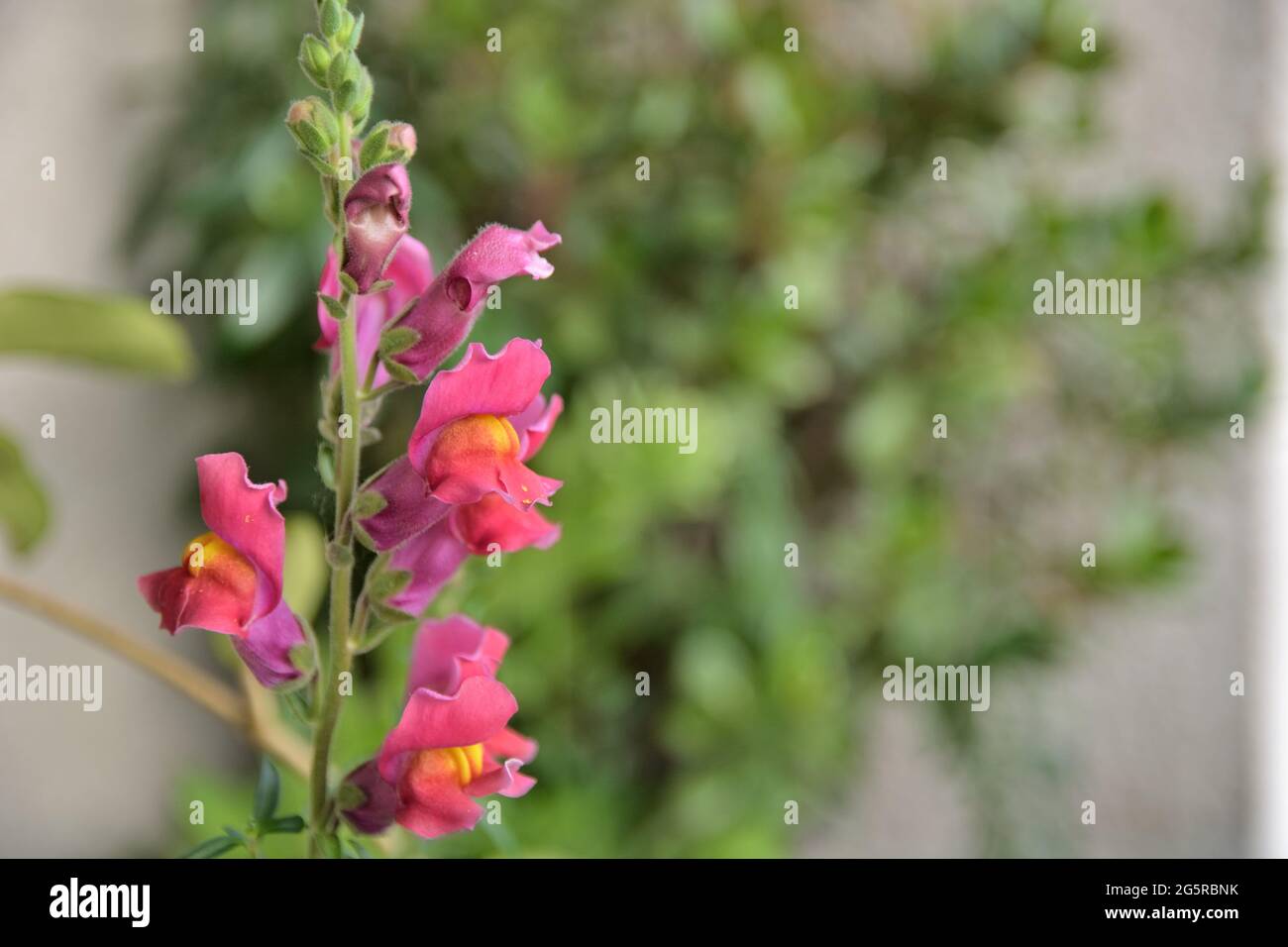 Dragon flowers or snapdragons (Antirrhinum majus L.) in a garden on a sunny summer day. Copy space, selective focus Stock Photo