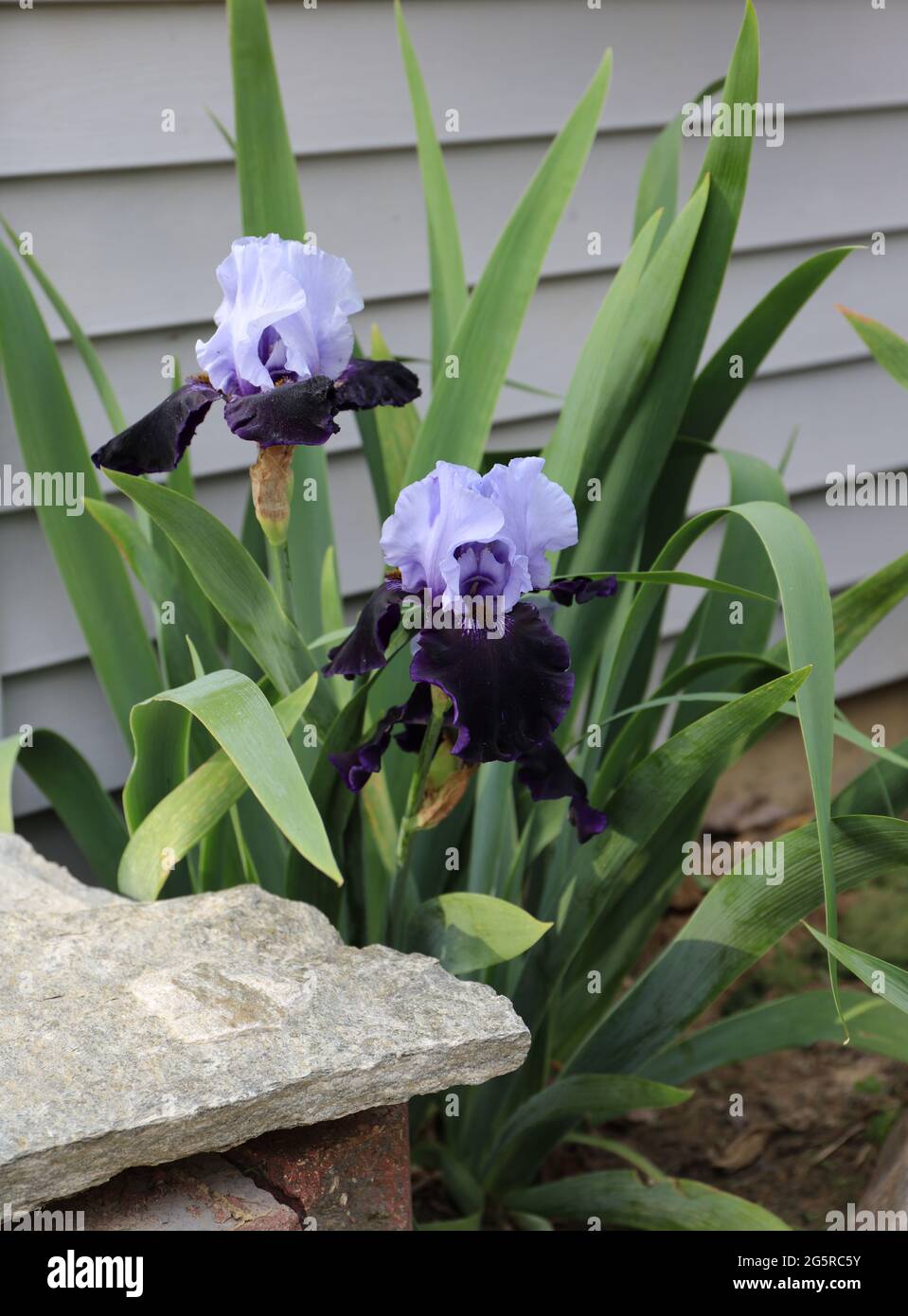 Im back iris hi-res stock photography and images - Alamy