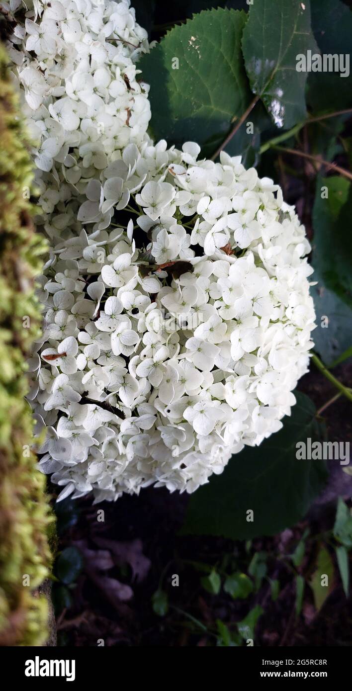 Hydrangea White Colour High Resolution Stock Photography and Images - Alamy