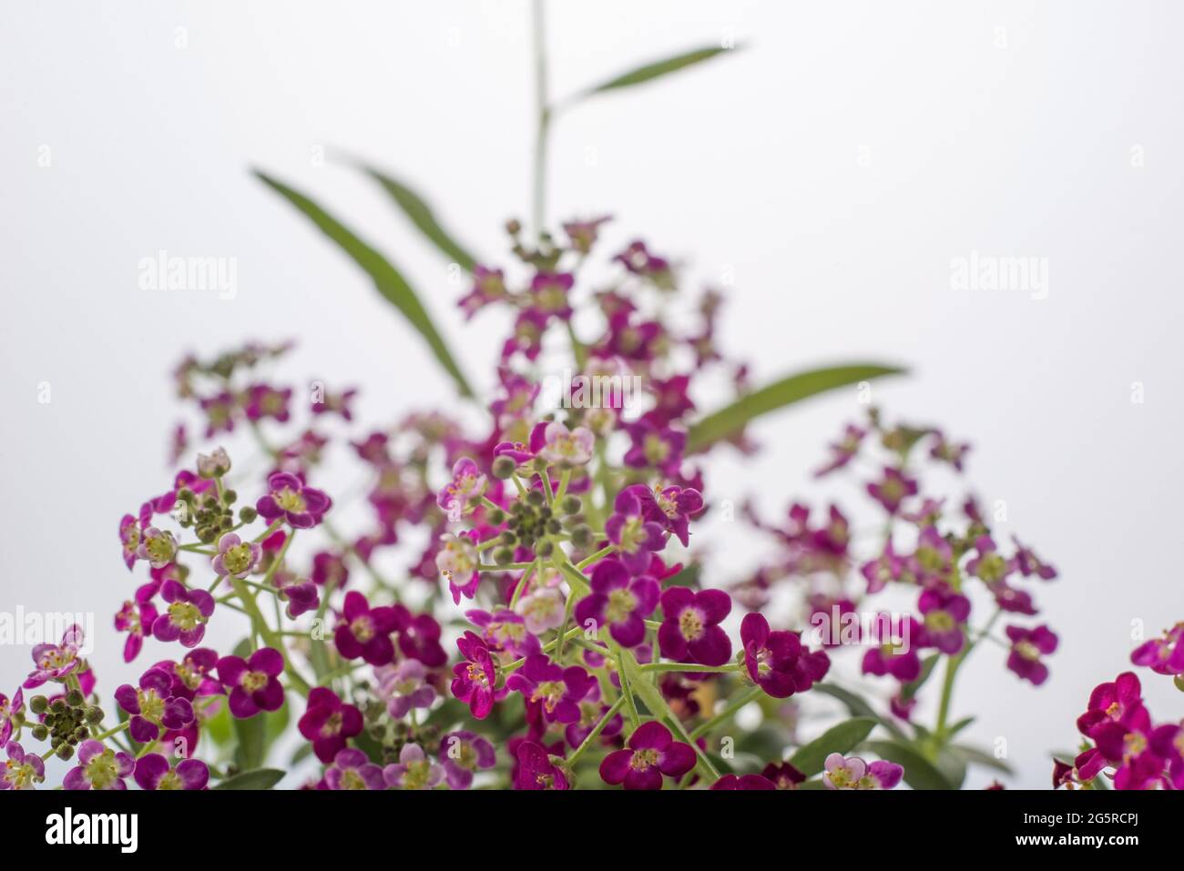 macro photo of red small flowers on a white background Pink white fuchsia macro photography. White pink small flower garden photography background. Stock Photo