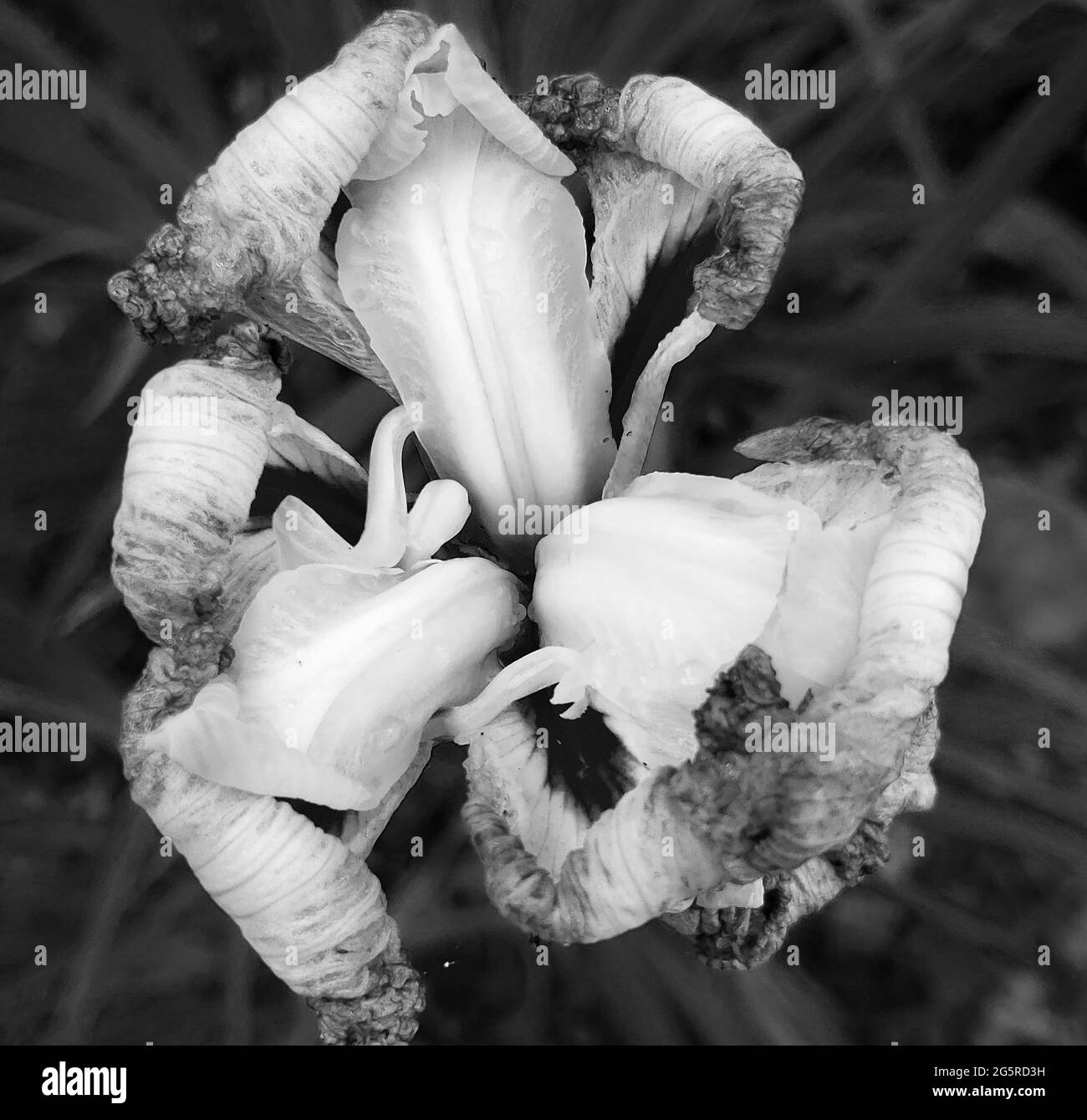 Sweet Iris Top