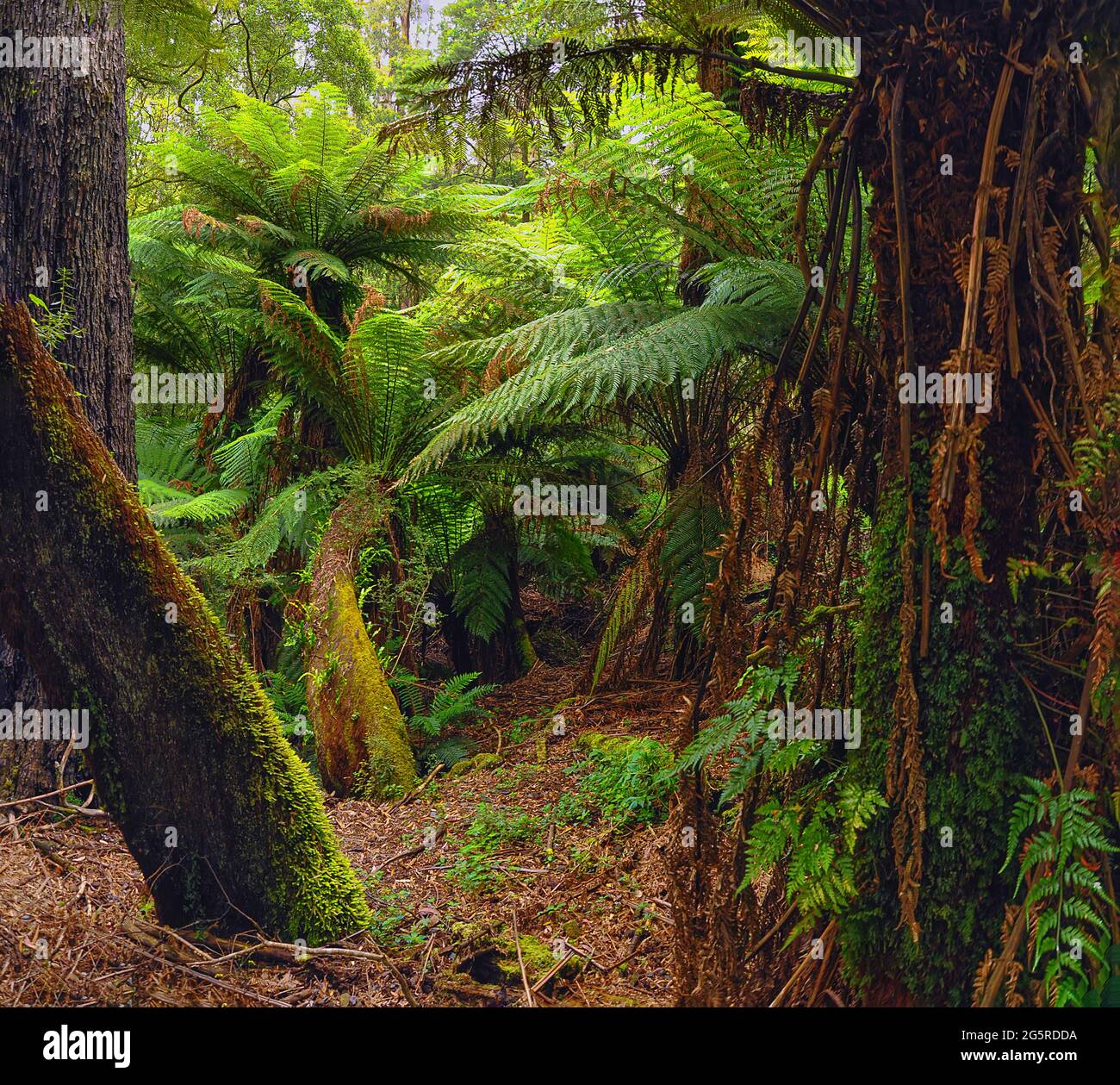 Forest of Australia, consisting mainly of various types of eucalyptus