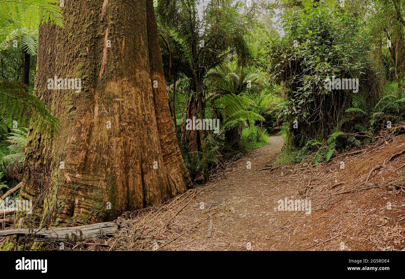 Forest of Australia, consisting mainly of various types of eucalyptus