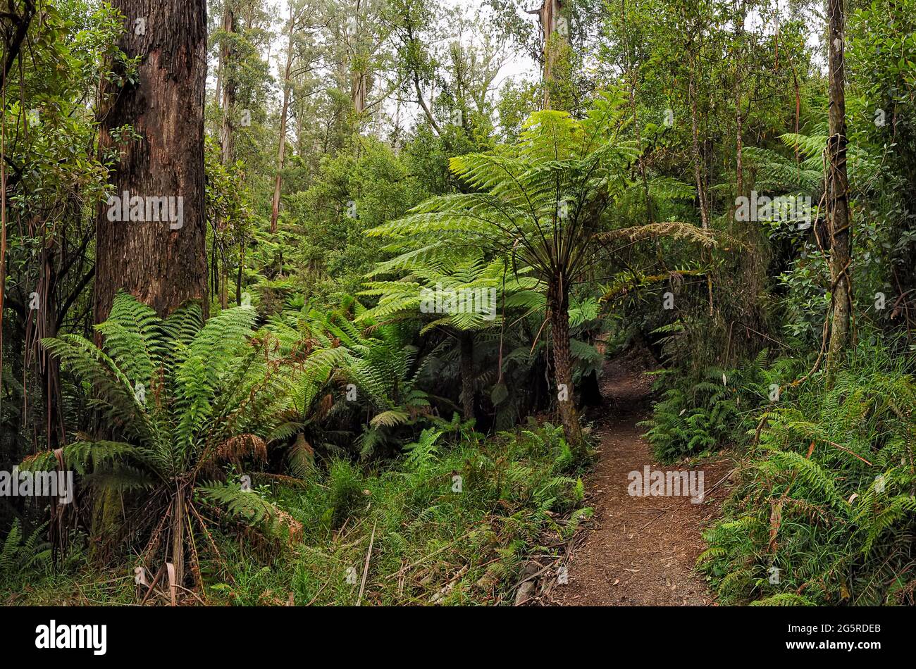 Forest of Australia, consisting mainly of various types of eucalyptus