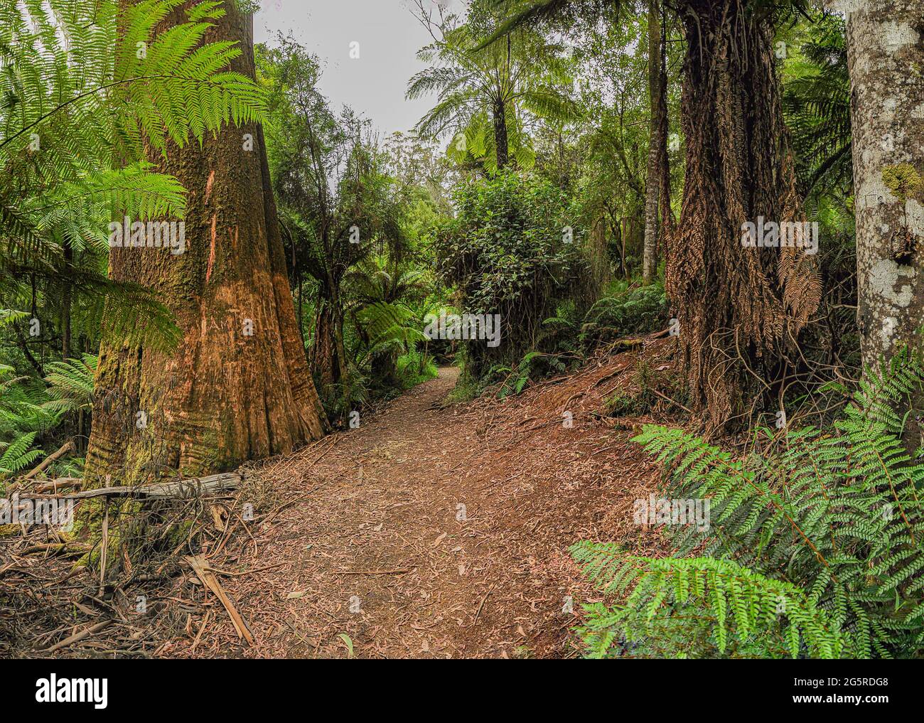 Forest of Australia, consisting mainly of various types of eucalyptus