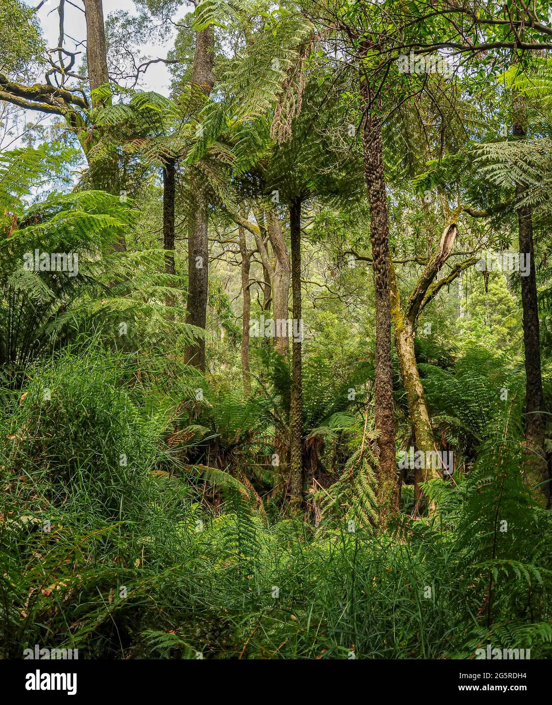 Forest of Australia, consisting mainly of various types of eucalyptus