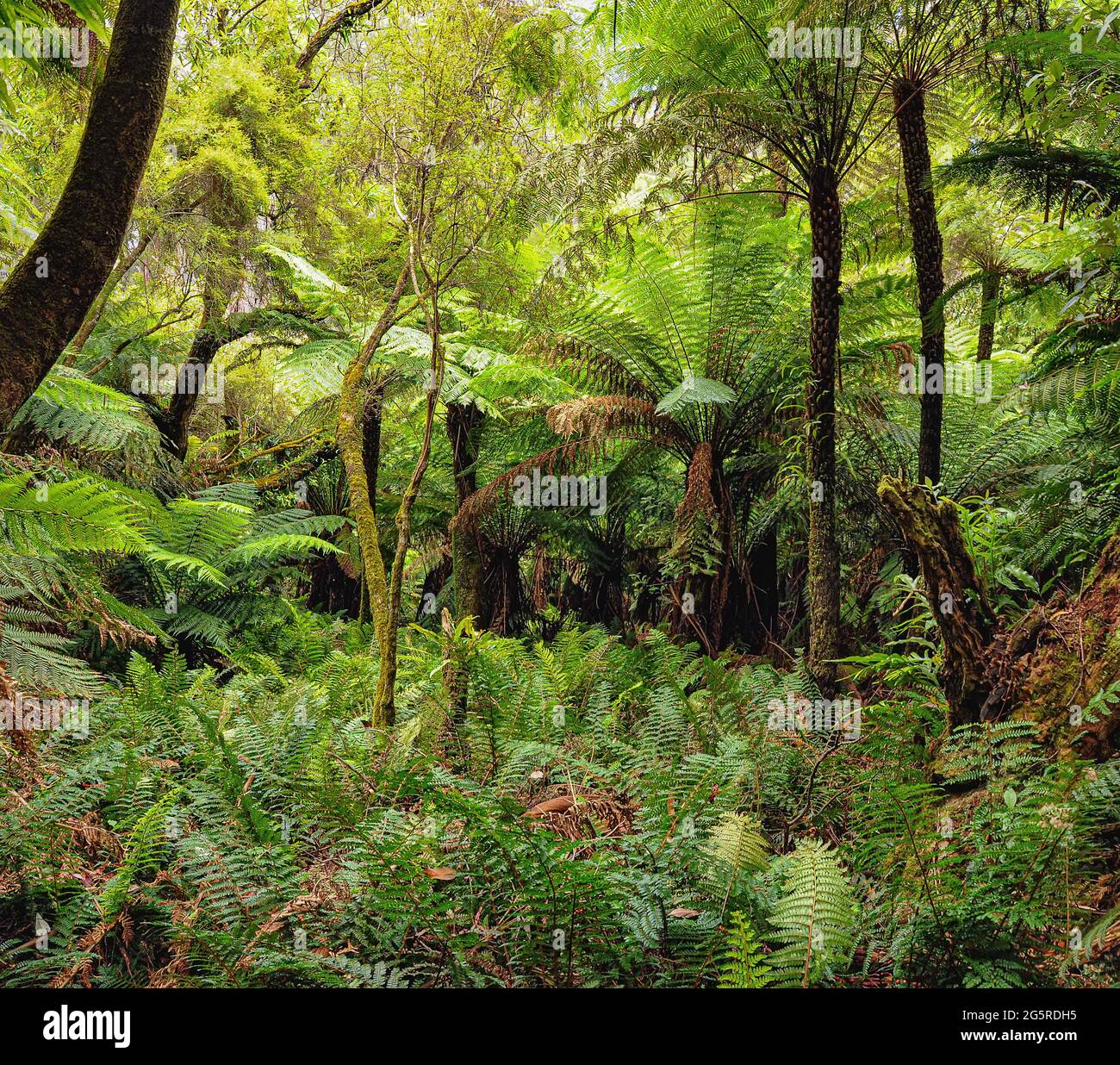 Forest of Australia, consisting mainly of various types of eucalyptus