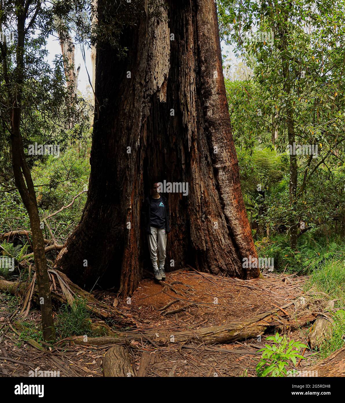 Forest of Australia, consisting mainly of various types of eucalyptus