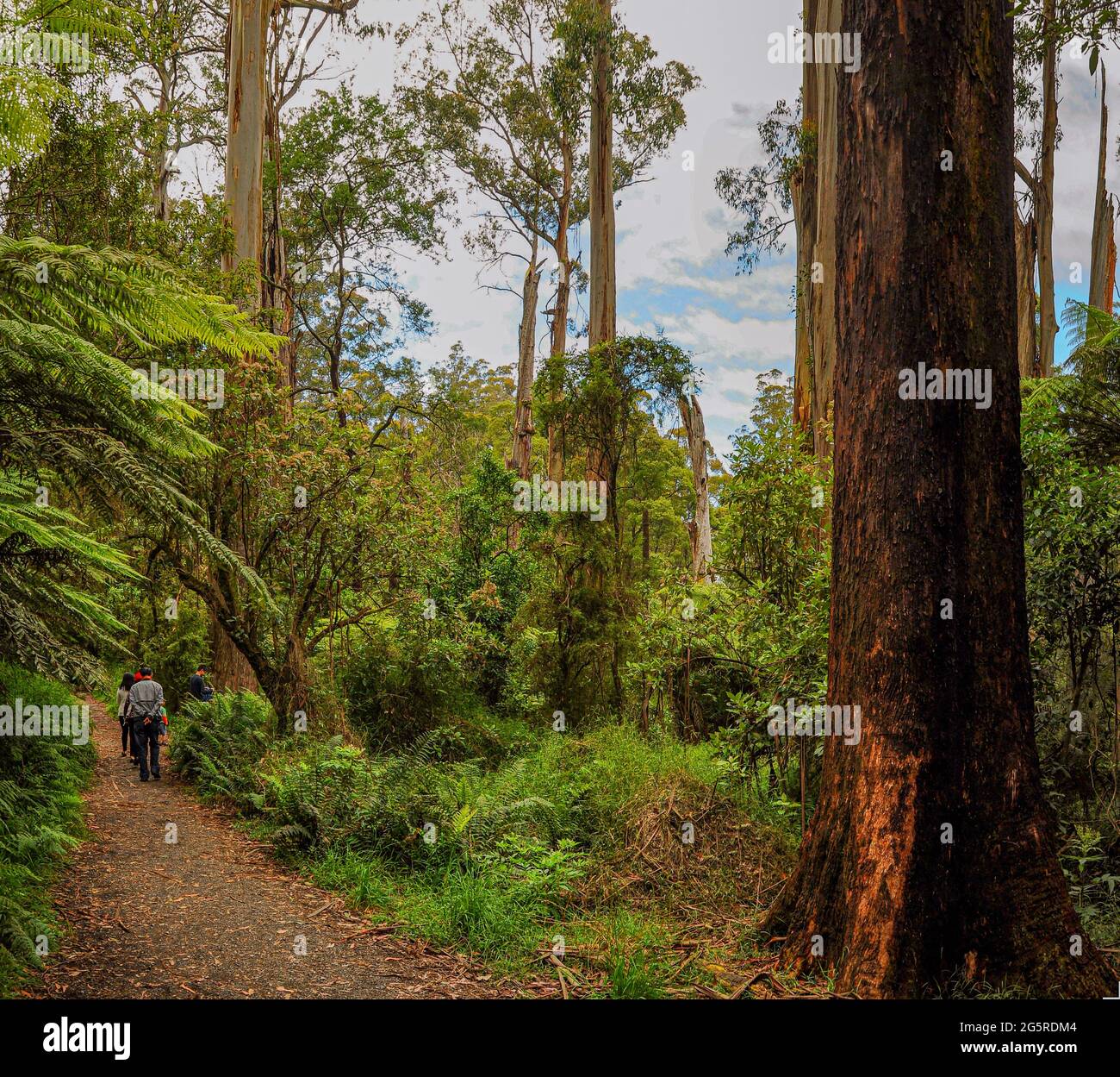 Forest of Australia, consisting mainly of various types of eucalyptus