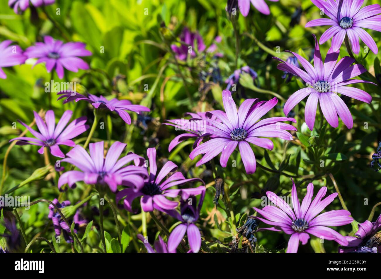 Dimorphotheca blossom. Close-up of light purple flowers. Green grass ...