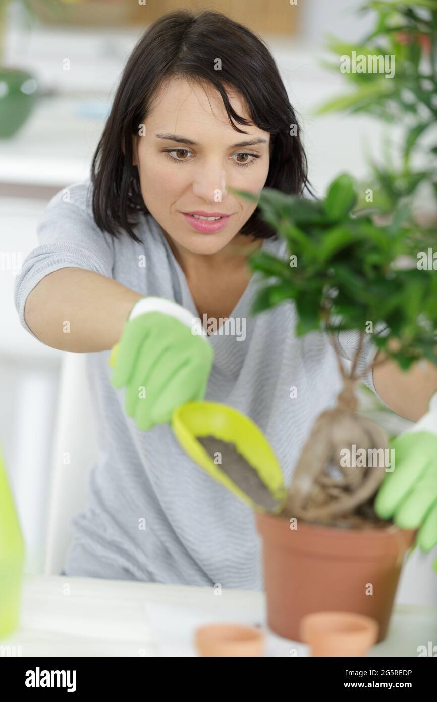 woman in putting soil on a bonsai tree Stock Photo Alamy