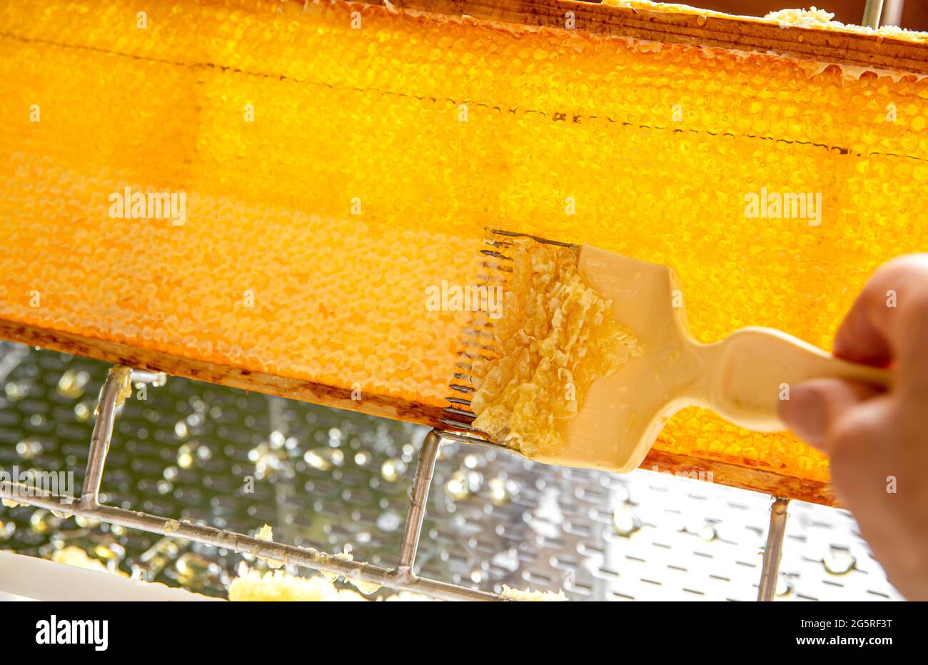 Detail view of hobby beekeeper extracting honey from honeycomb, uncapping with fork. Wooden honeybee frame on uncapping rack tray. Stock Photo