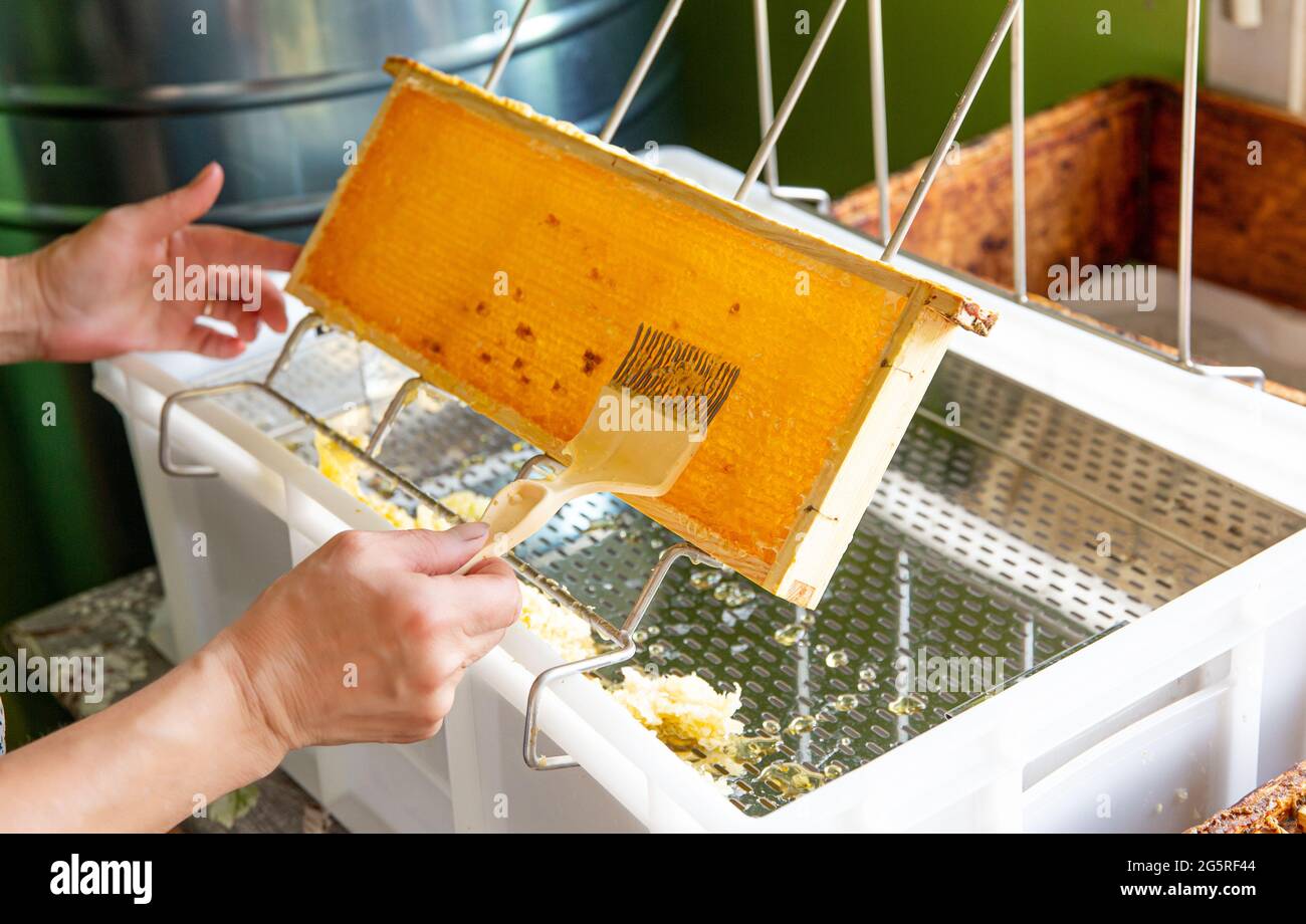 Hobby beekeeper extracting honey from honeycomb concept. Wooden honeybee frame on uncapping rack tray. Stock Photo
