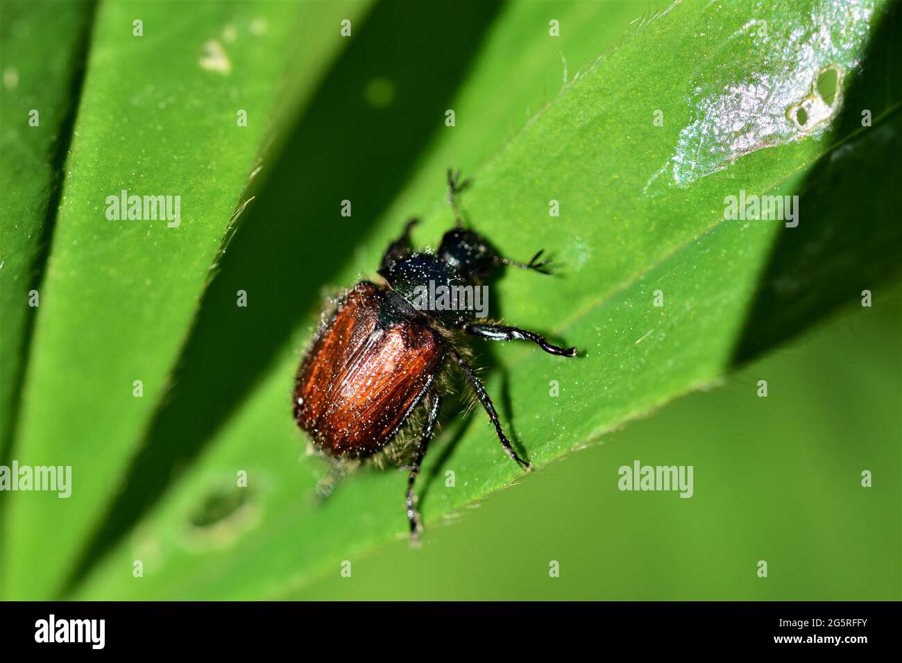 Garden foliage beetle - Phyllopertha horticola on a green leave Stock Photo