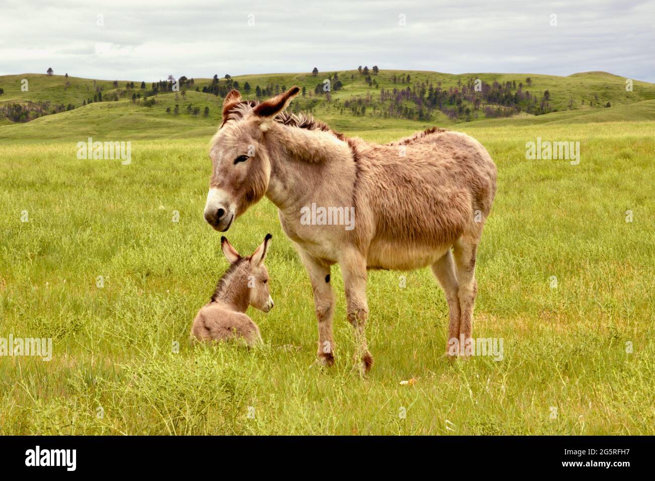 Small Donkeys, or Begging Burros of Custer State Park on the Wildlife Loop Drive through the grasslands. Animal Viewing in Custer, South Dakota, USA Stock Photo