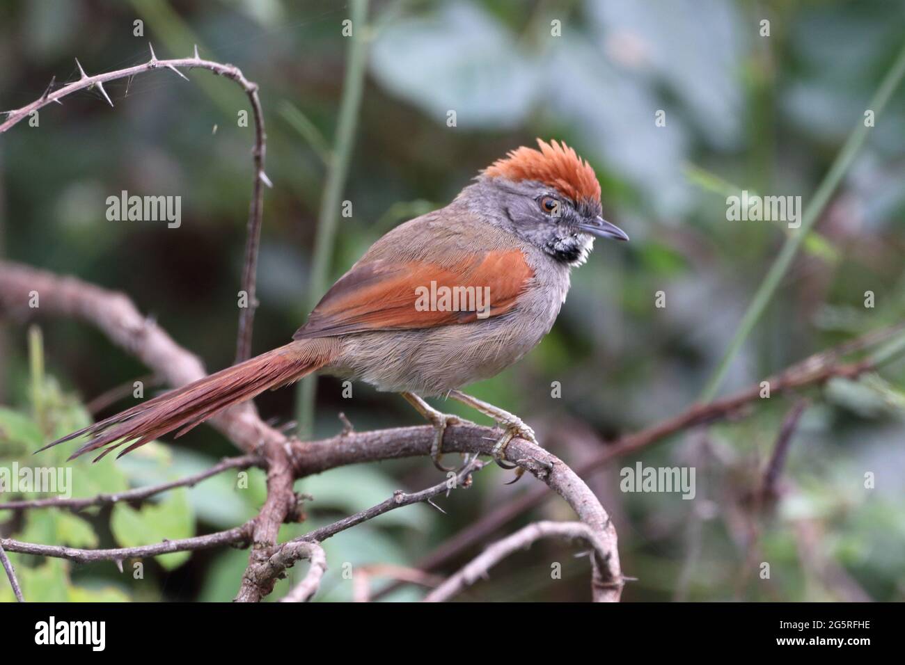 Sooty-fronted Spinetail (Synallaxis frontalis) perched, isolated, on a perch among the branches. Stock Photo