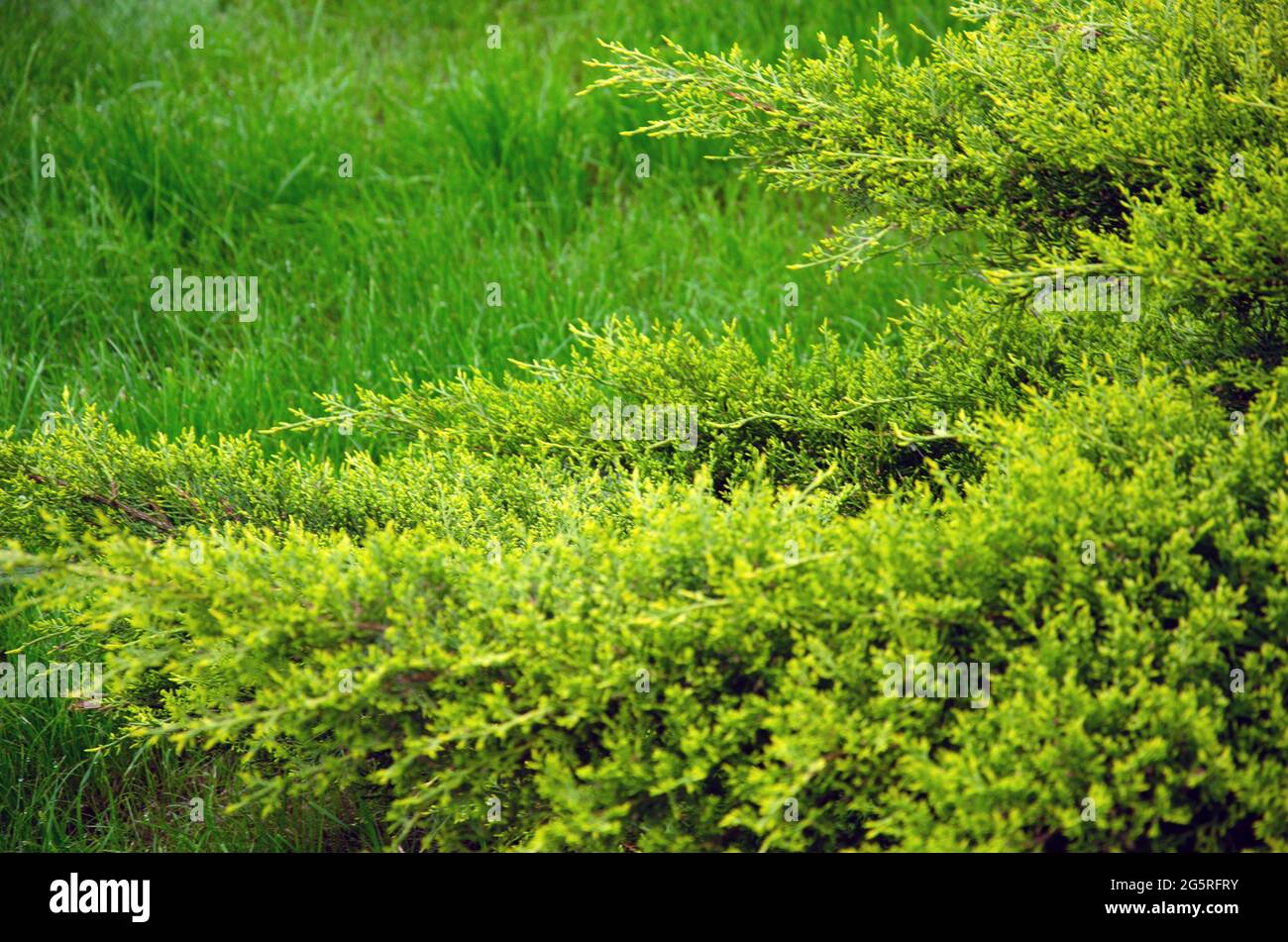 juniper tree nature texture background. Evergreen coniferous juniper