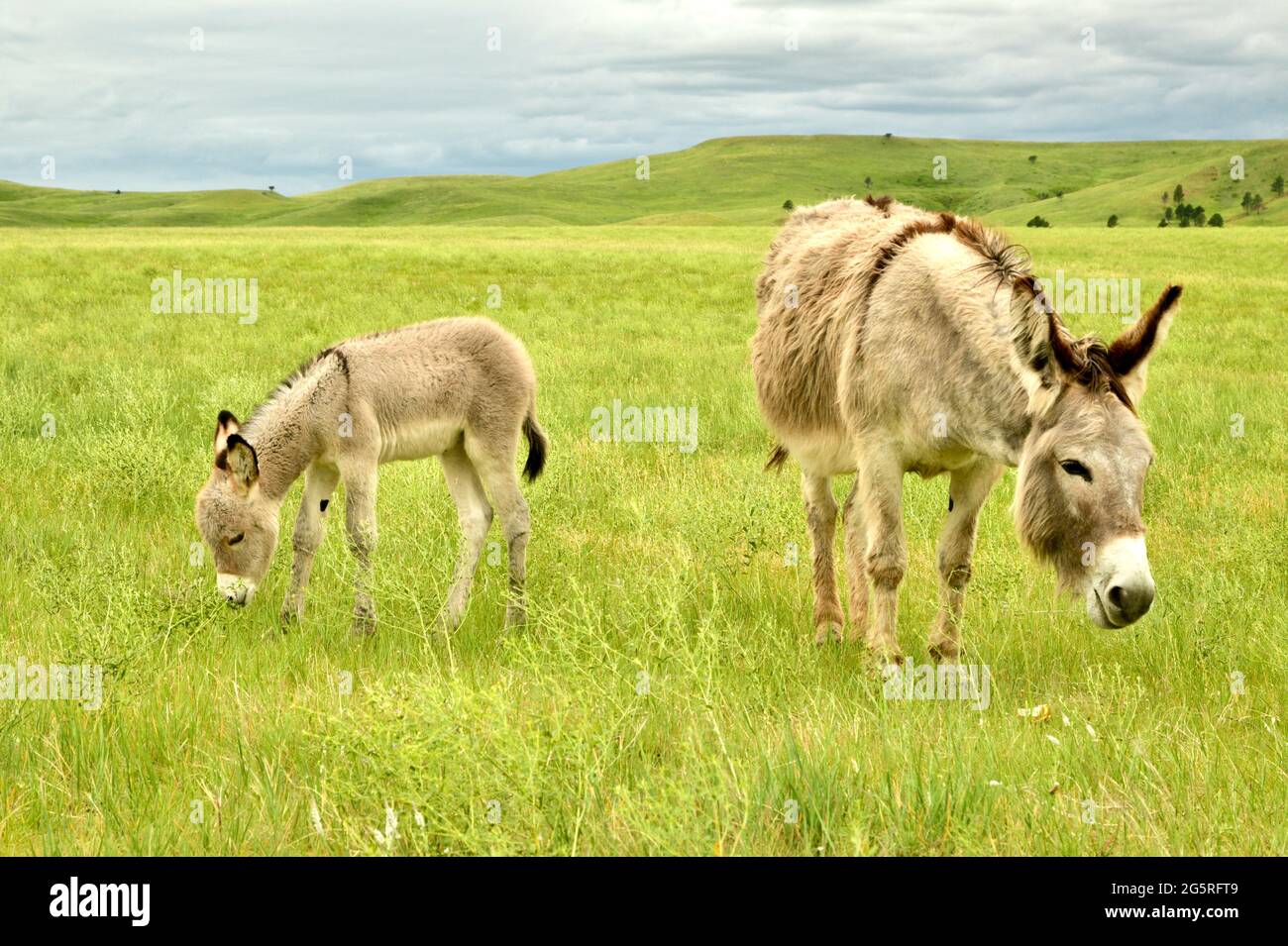 Small Donkeys, or Begging Burros of Custer State Park on the Wildlife Loop Drive through the grasslands. Animal Viewing in Custer, South Dakota, USA Stock Photo