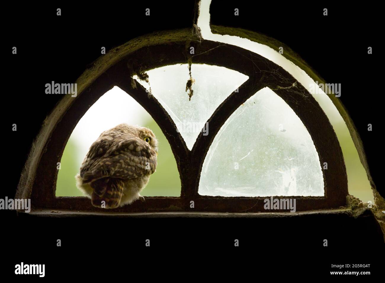 A close up of a little owl (Athene noctua) looking out of the broken window of an old barn Stock Photo