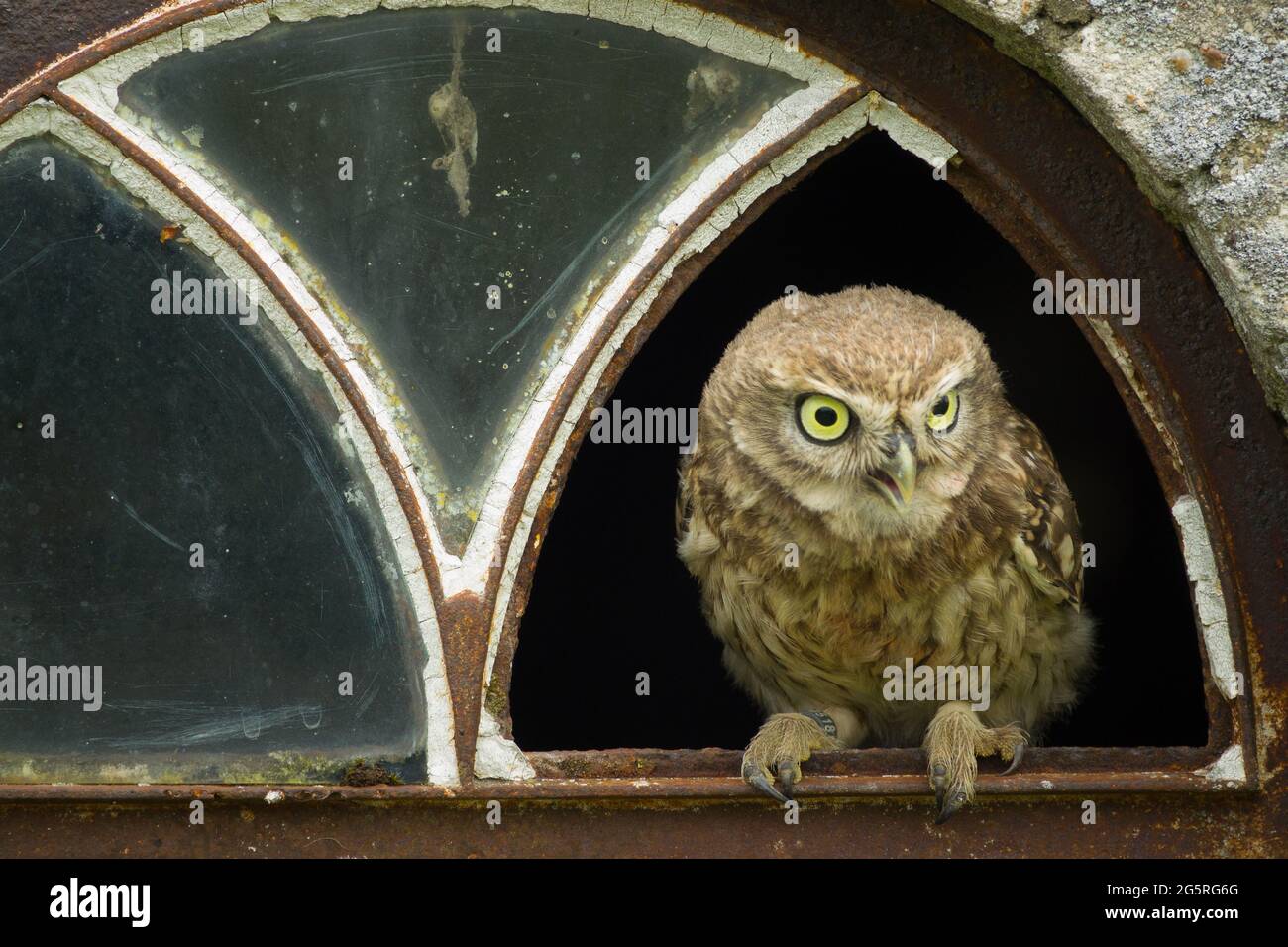 A close up of a little owl (Athene noctua) perched in the broken window of an old barn Stock Photo