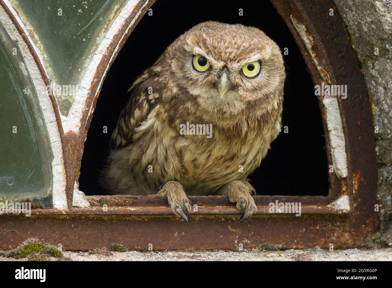 A close up of a little owl (Athene noctua) looking at you from the broken window of an old barn. The pupil of one eye is bigger then the other. Stock Photo