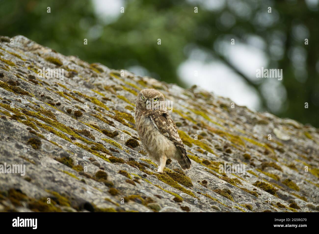 A little owl (Athene noctua) looking at you from heavily weathered asbestos cement corrugated roofing. What is wisdom? Stock Photo