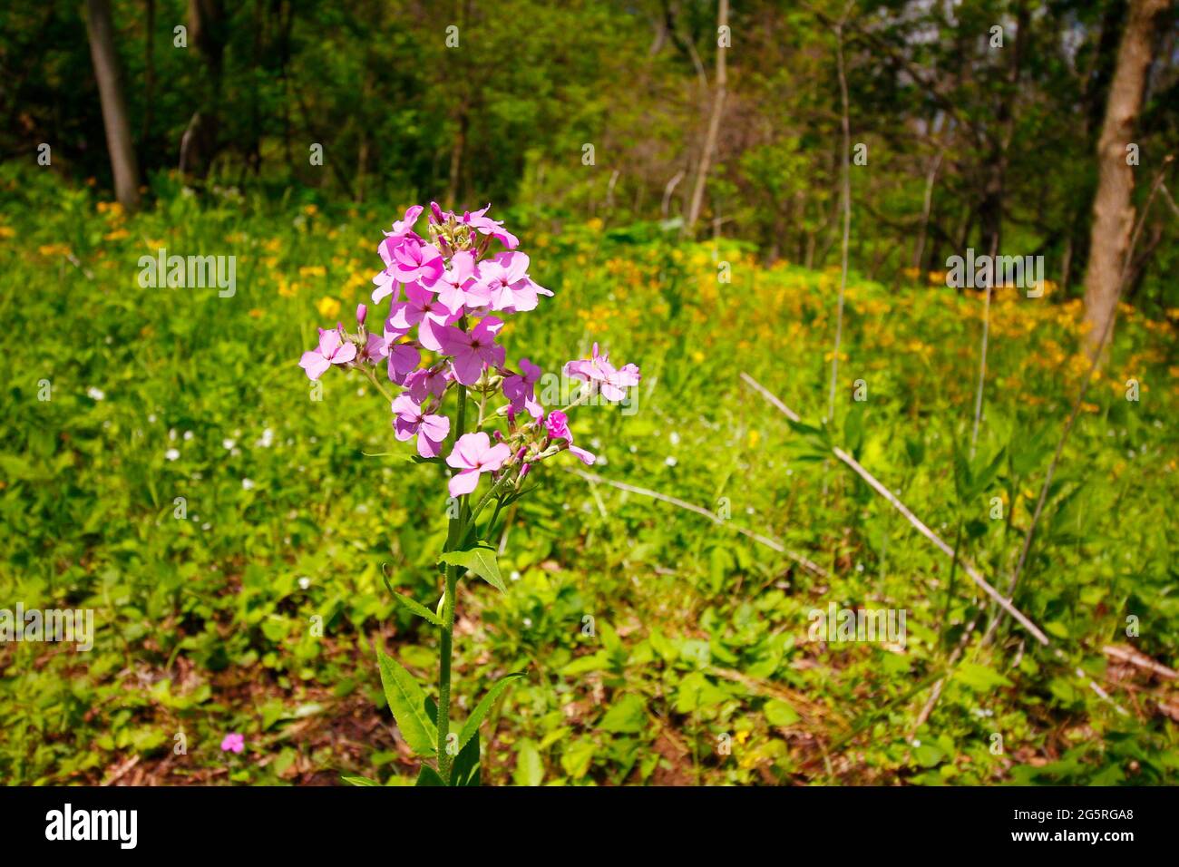 Solitary Cluster of Pink Phlox Flowers Outdoors Stock Photo - Alamy