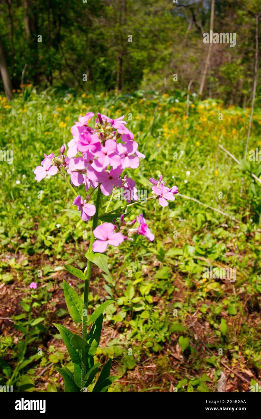 Solitary Cluster of Pink Phlox Flowers Outdoors Stock Photo - Alamy
