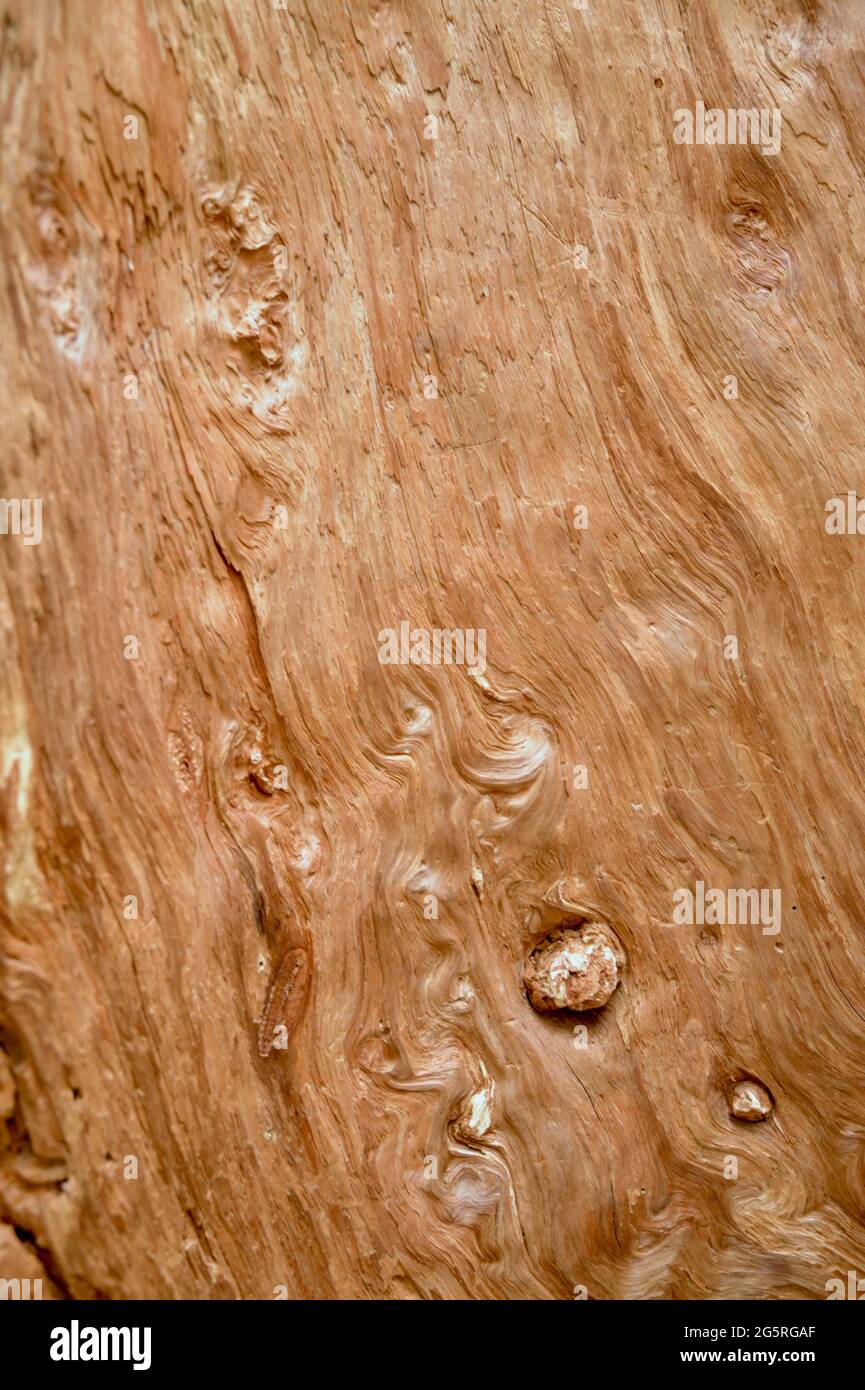 Abstract background of inside of Pine Tree. Red or rust colored wavy lines and nobs of inside of pine tree. Stock Photo
