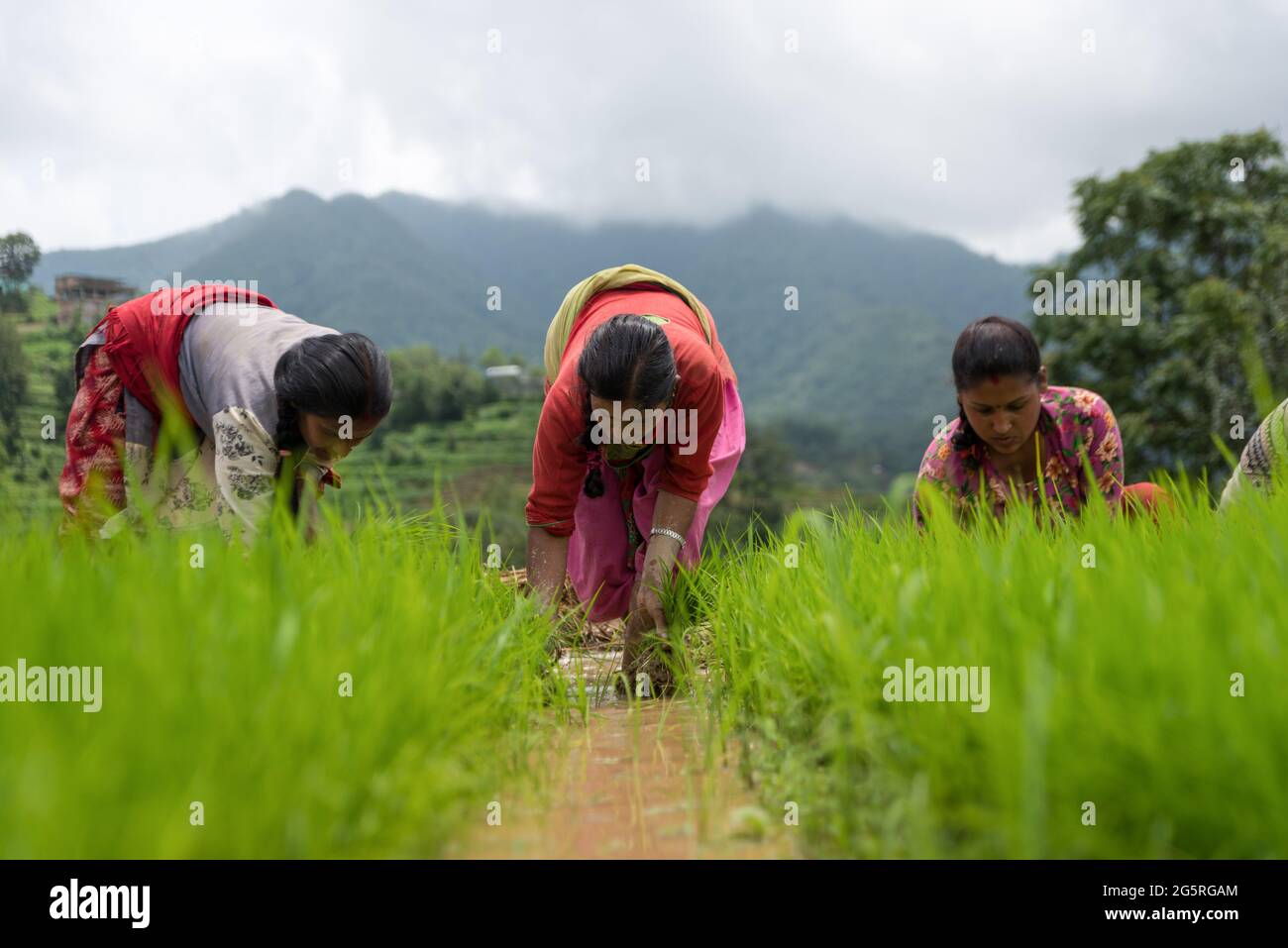 Annual rice planting season hi-res stock photography and images - Alamy