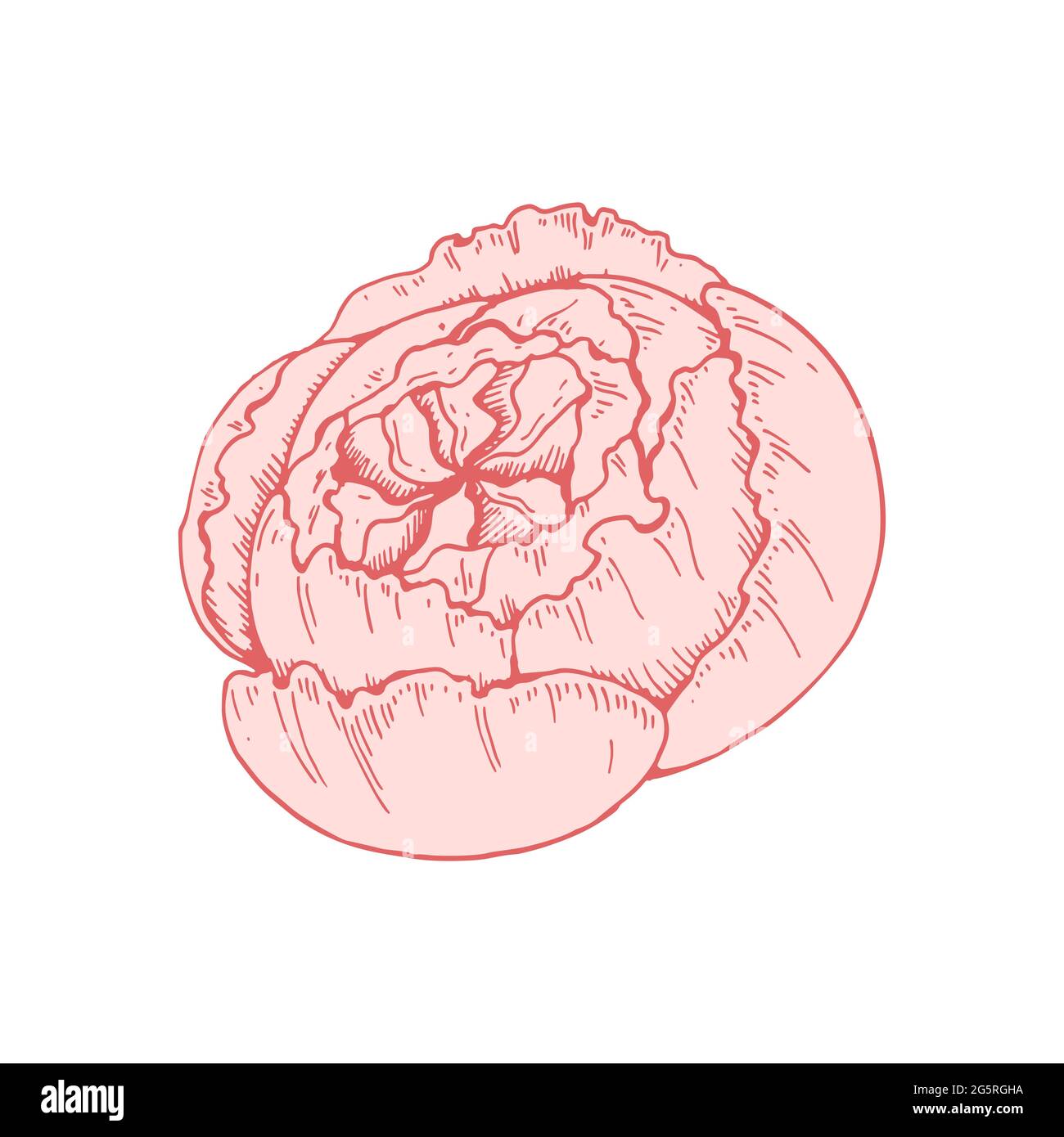 Hand drawn pink peony flower isolated on white background. Vector ...