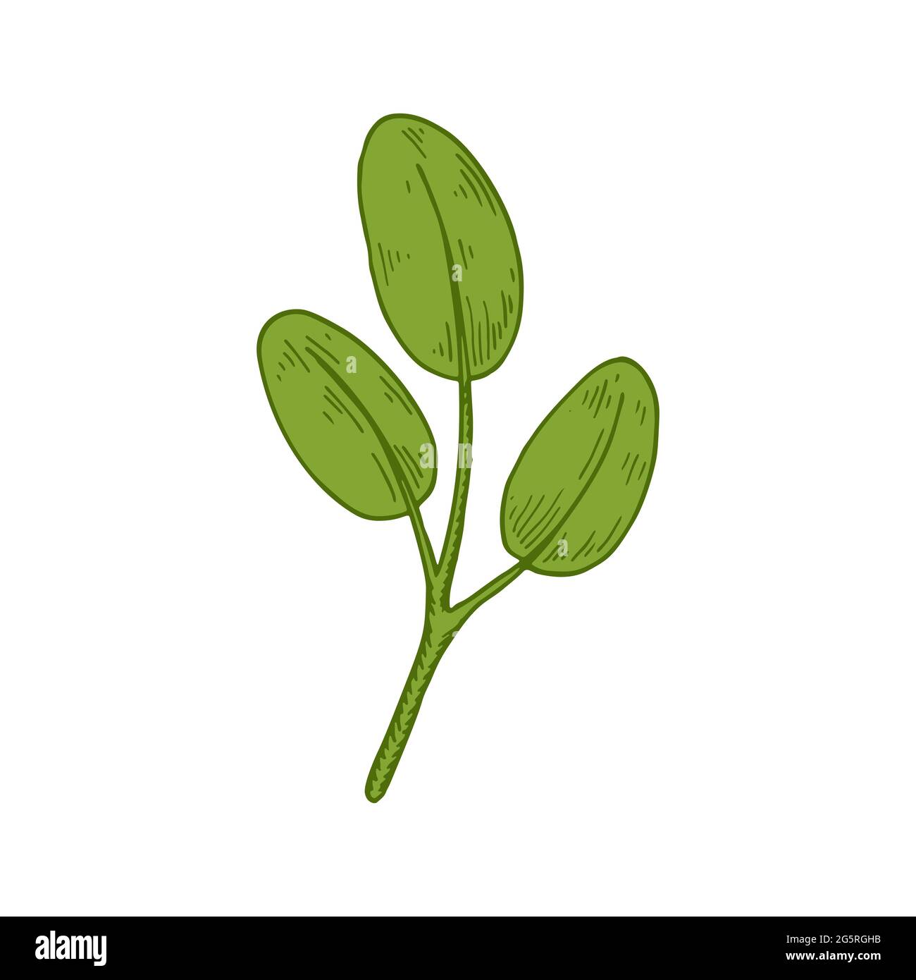 Hand drawn branch with leaves isolated on white background. Vector ...