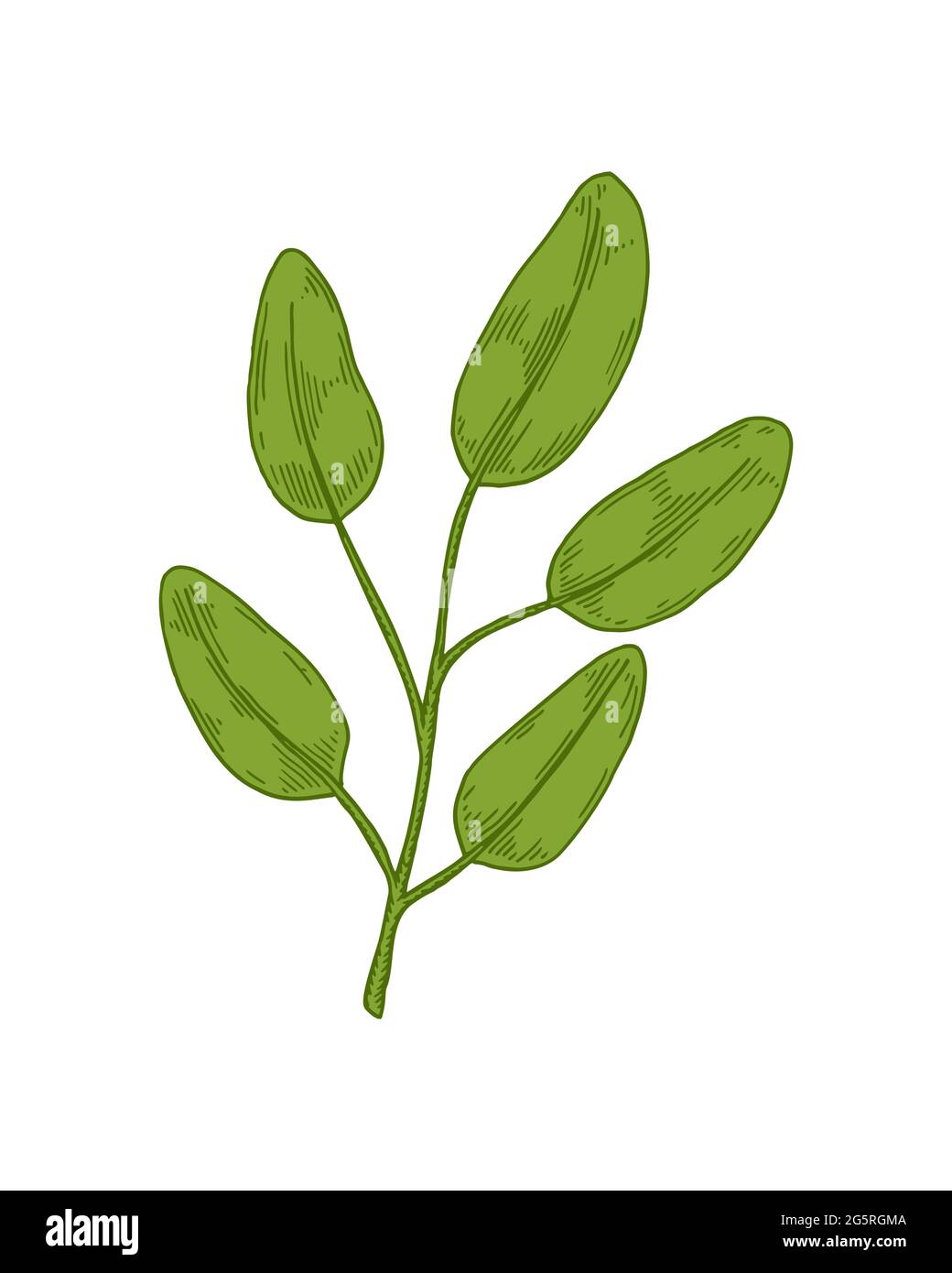 Hand drawn branch with leaves isolated on white background. Vector ...