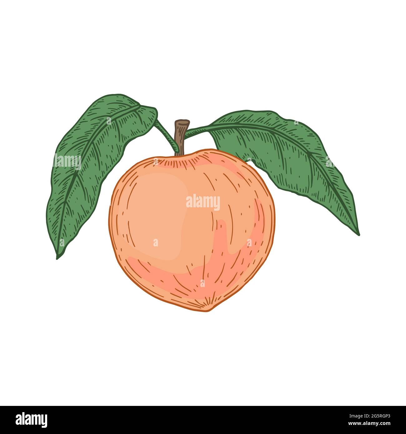 Hand Drawn Peach Isolated On White Background Vector Illustration In Sketch Style Design Element For Package Label Poster Print Menu Stock Vector Image Art Alamy