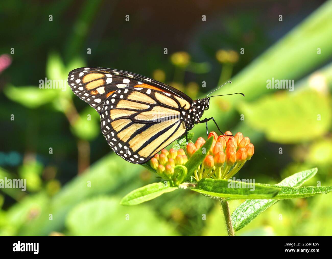 A Monarch Butterfly (Danaus plexippus) resting on the orange flower buds of Butterfly weed (Asclepias tuberosa). Copy space. Closeup. Stock Photo