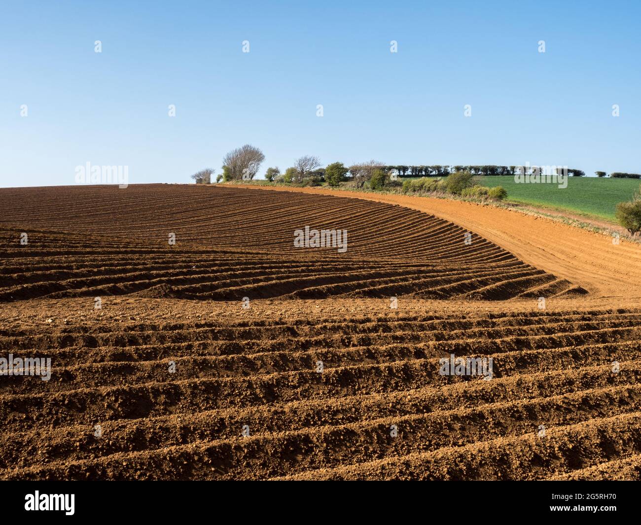 strong geometric repetition shape stripes pattern in curves and lines in a ploughed seeded field at golden hour side hard light under clear blue sky Stock Photo