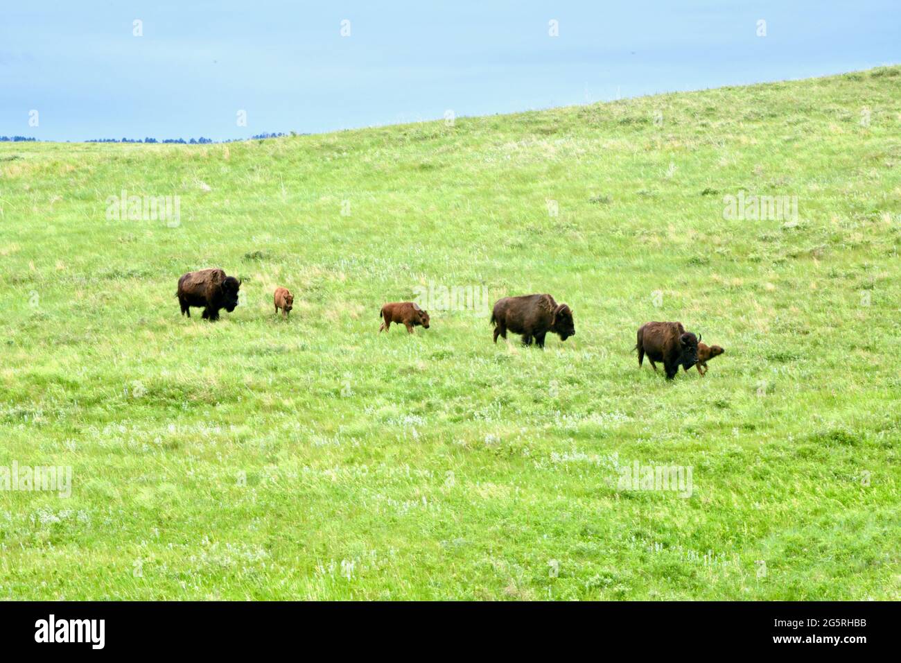 Bison grazing in Custer State Park on the Wildlife Loop Drive through the grasslands. Animal Viewing in Custer, South Dakota, USA Stock Photo