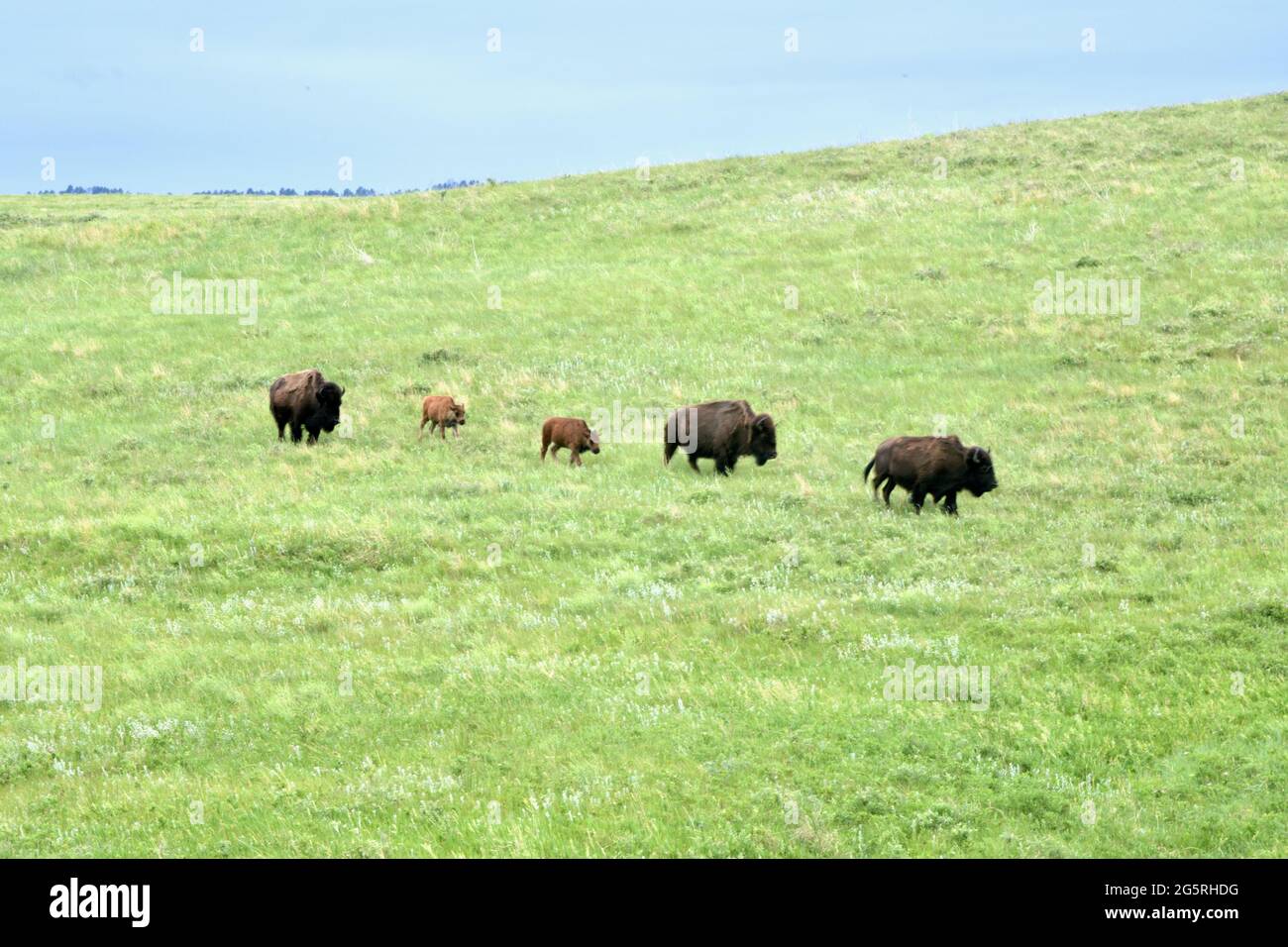 Bison grazing in Custer State Park on the Wildlife Loop Drive through the grasslands. Animal Viewing in Custer, South Dakota, USA Stock Photo