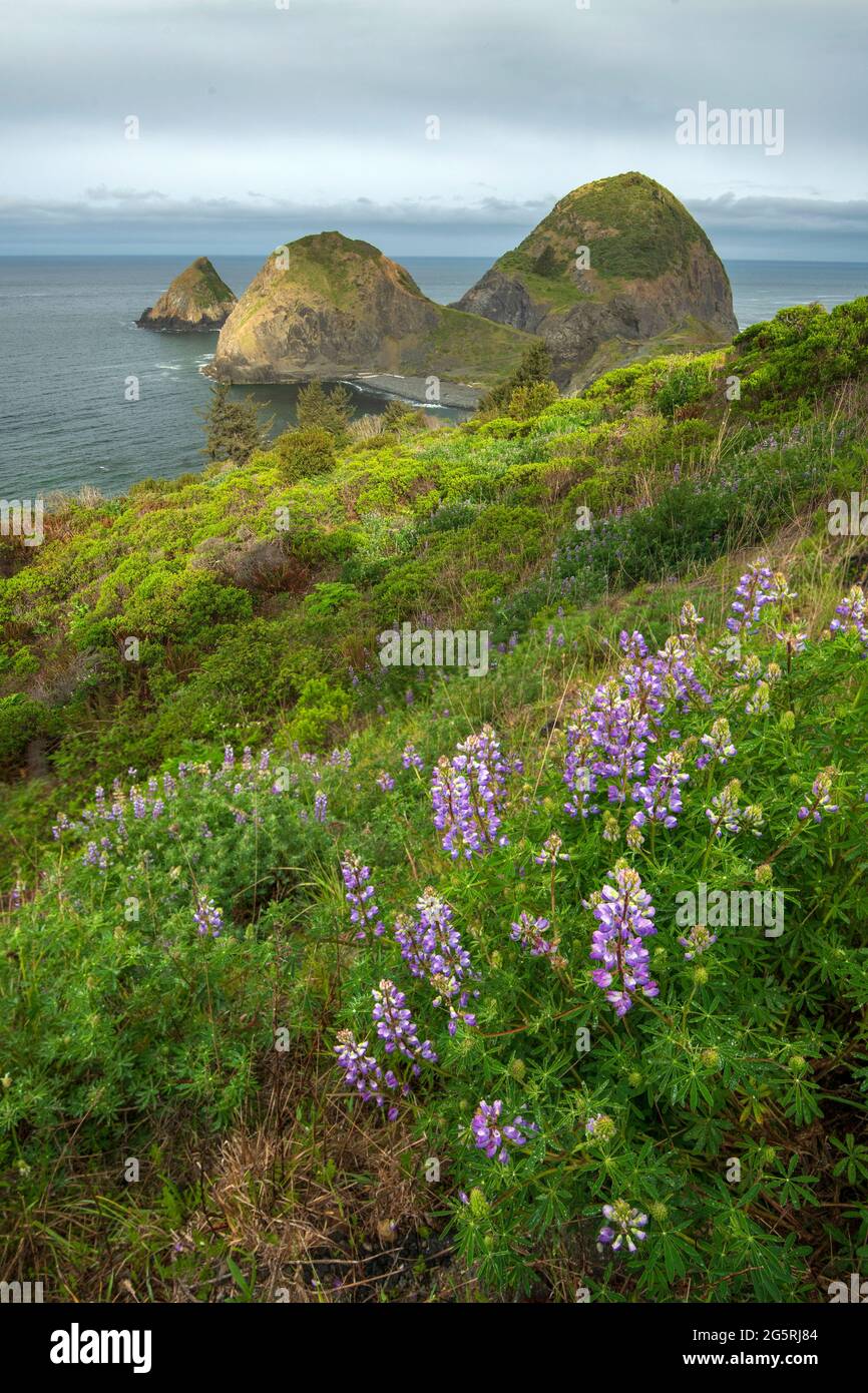 Oregon coast view with flowers hires stock photography and images Alamy