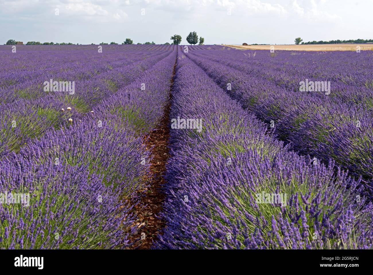 France, Alps de Haute Provence (04), plateau de Valensole, lavender fields (Lavandula sp.) Stock Photo