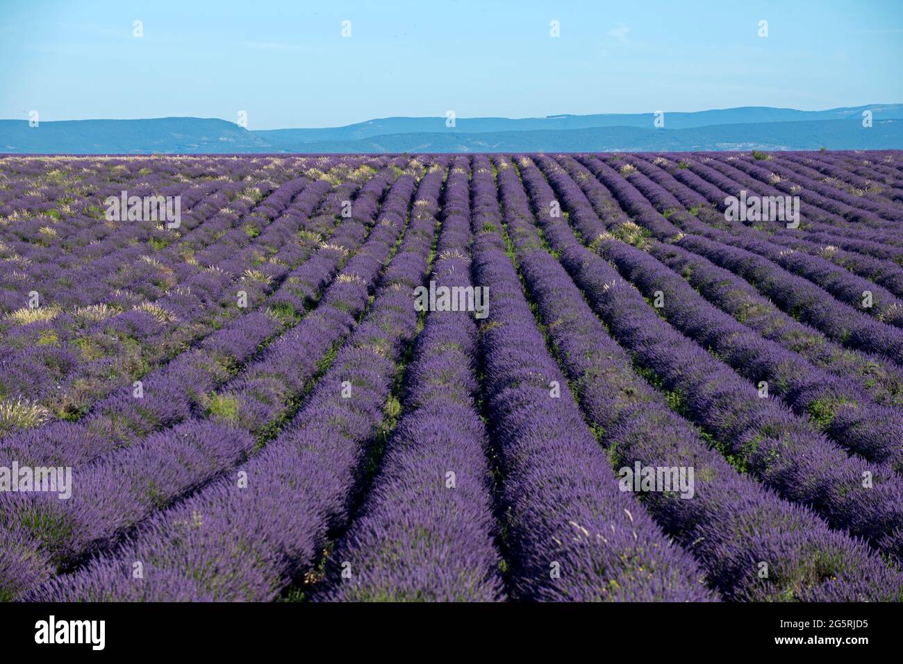 France, Alpes de Haute Provence (04), plateau de Valensole, lavender fields (Lavandula sp.) and mountains Stock Photo