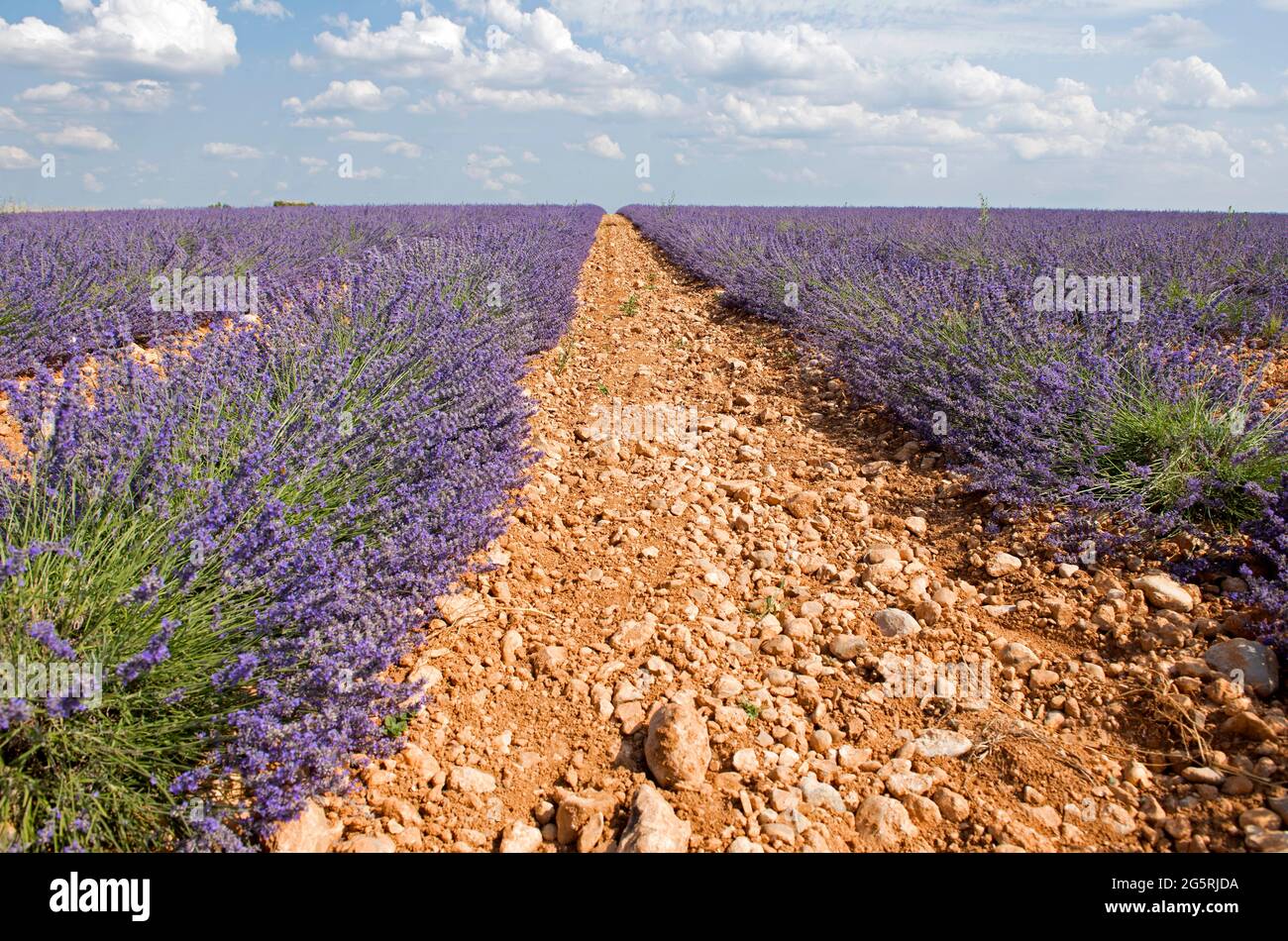 France, Alpes de Haute Provence (04), plateau de Valensole, lavender fields (Lavandula sp.) Stock Photo
