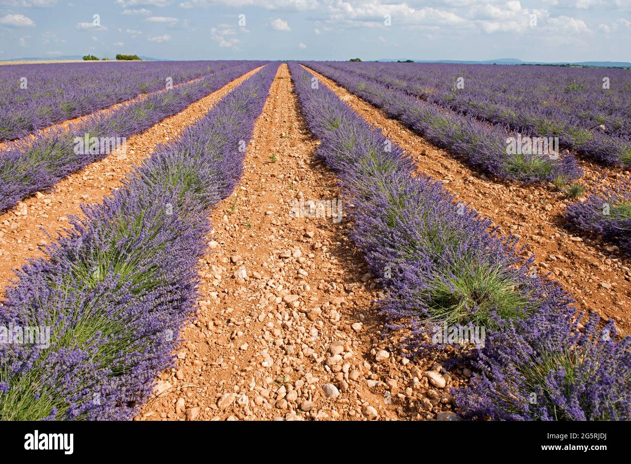 France, Alpes de Haute Provence (04), plateau de Valensole, lavender fields (Lavandula sp.) Stock Photo