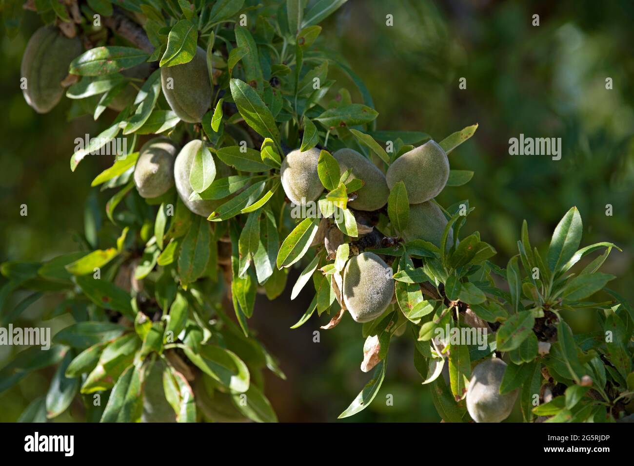 France, Alpes de Haute Provence (04), plateau de Valensole, Mandel Almond  (Prunus dulcis), Stock Photo