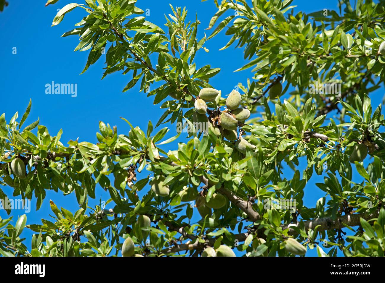 France, Alpes de Haute Provence (04), plateau de Valensole, Mandel Almond  (Prunus dulcis), Stock Photo